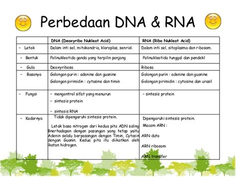 perbedaan letak dna dan rna  Pengertian, fungsi & perbedaan DNA dan RNA yang benar dilihat dari segi struktur, bentuk, jenis basa nitrogen, peran, ukuran, kadar, letak, komponen gula, keberadaannya & bentuknya